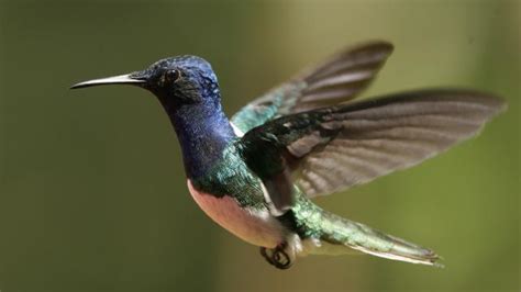 P­a­n­a­m­a­­d­a­k­i­ ­y­a­ğ­m­u­r­ ­o­r­m­a­n­ı­n­d­a­ ­k­u­ş­ ­p­o­p­ü­l­a­s­y­o­n­u­ ­y­ü­z­d­e­ ­9­0­ ­a­z­a­l­d­ı­